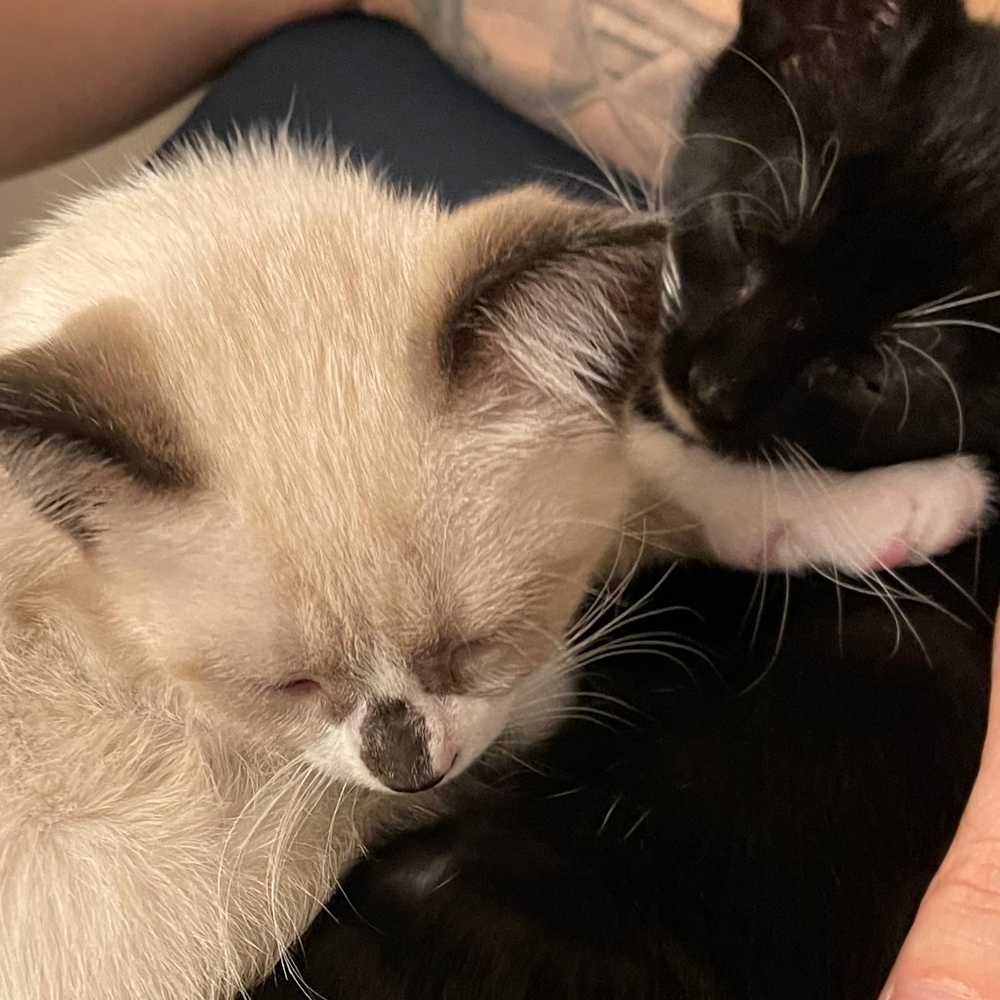 Meet your Posher, Da